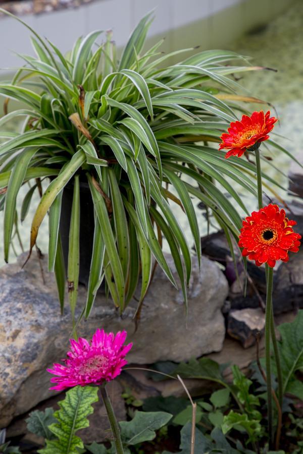 فيلا Tam Coc Palm House نينه بينه المظهر الخارجي الصورة